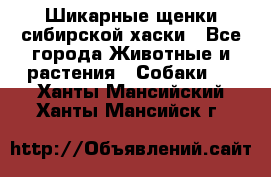 Шикарные щенки сибирской хаски - Все города Животные и растения » Собаки   . Ханты-Мансийский,Ханты-Мансийск г.